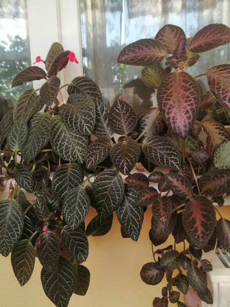  - EPISCIA
