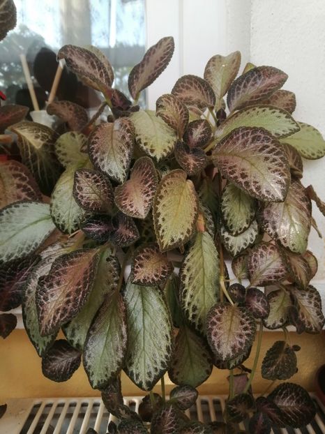 - EPISCIA