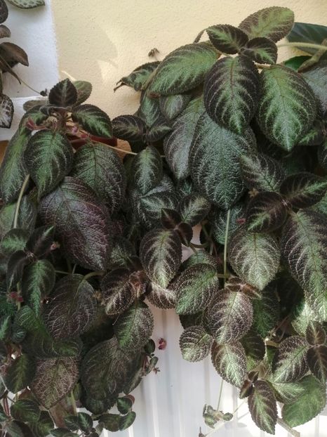  - EPISCIA