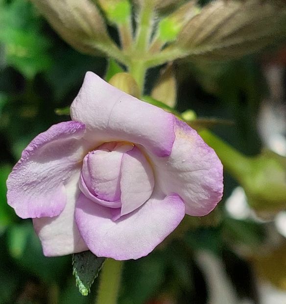  - AAA RIZOMI ACHIMENES DISPONIBILI -2023