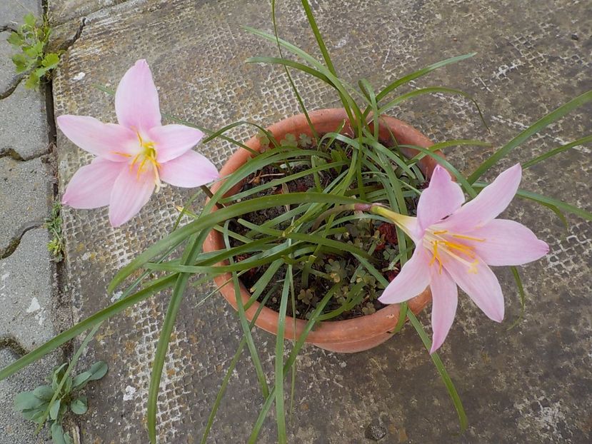  - zephiranthes