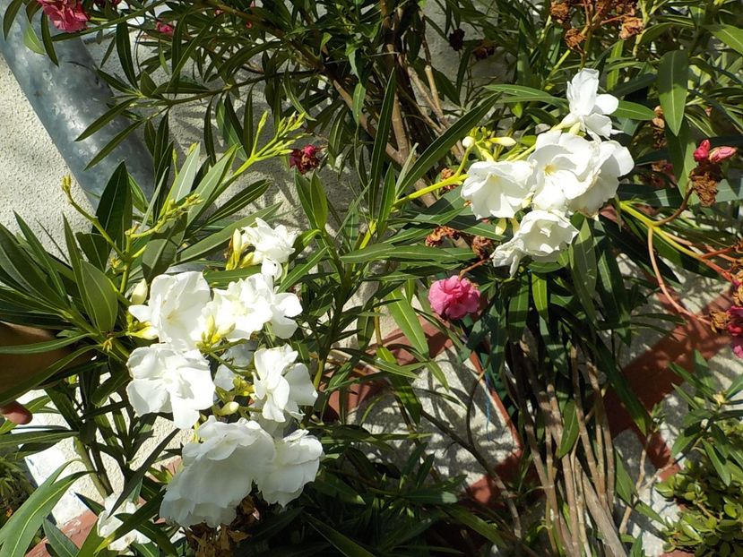  - mont blanc leandru nr 22