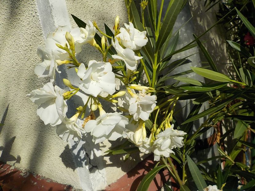  - mont blanc leandru nr 22