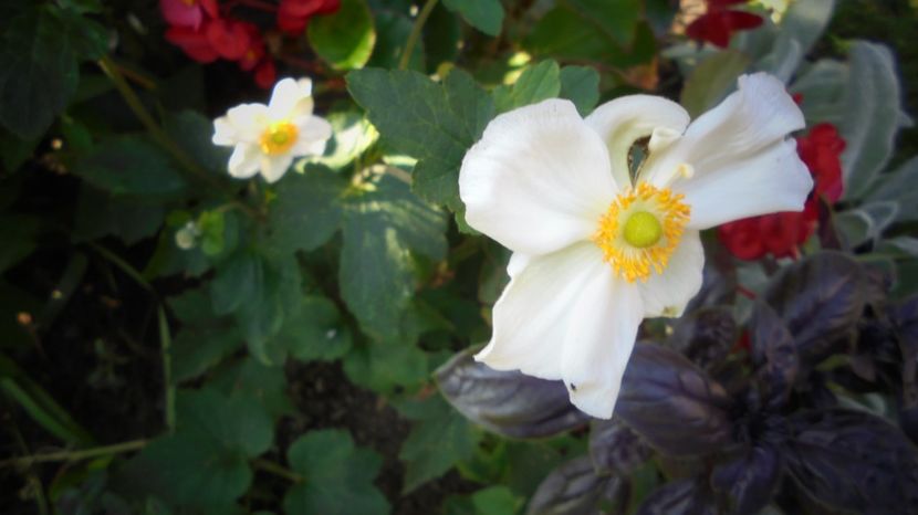 Anemone sylvestris - Splendori in gradina