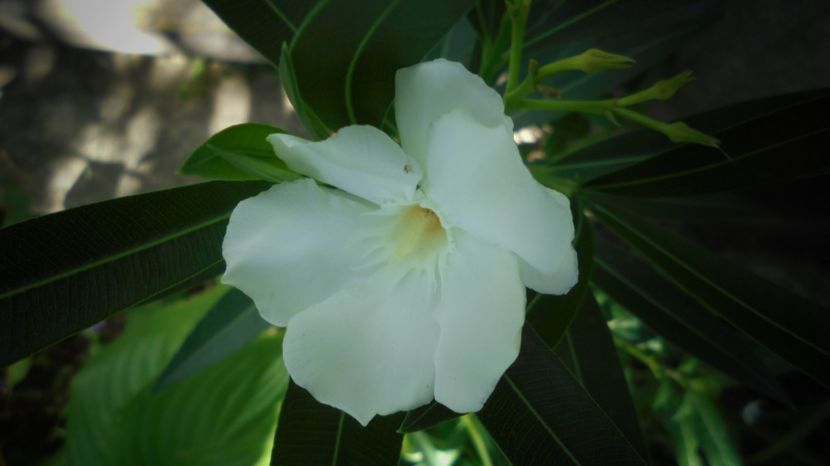 Leandru - Splendori in gradina