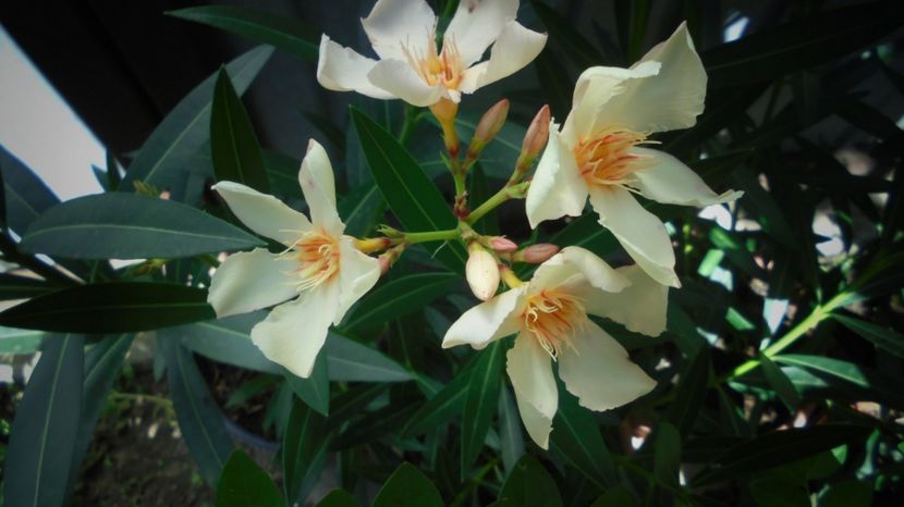 Nr.28 - Splendori in gradina