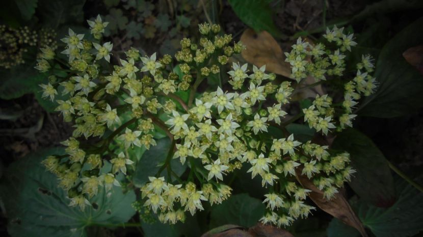  - Splendori in gradina