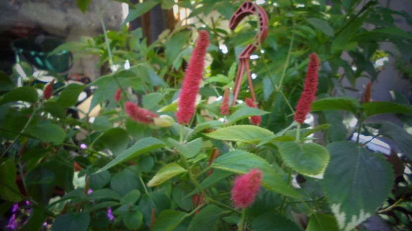 Acalypha reptans - Splendori in gradina