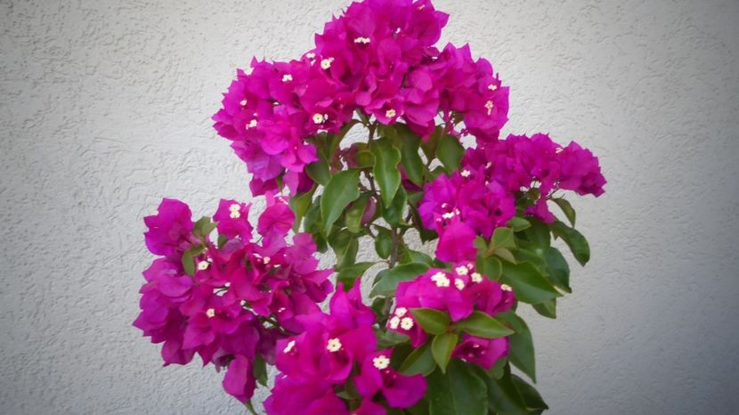  - Splendori in gradina