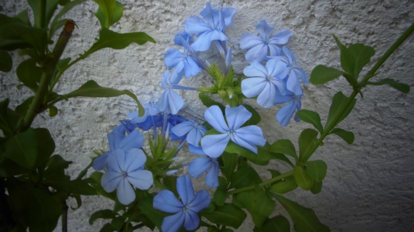  - Splendori in gradina