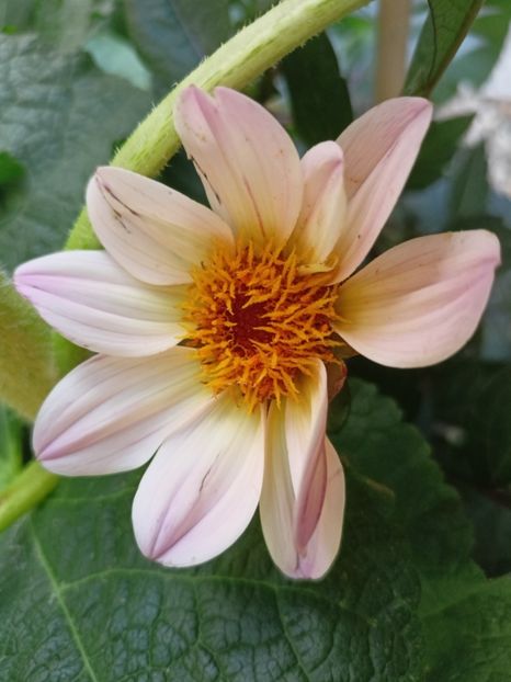 Happy Days Pink - Grădina 2023 continuare 5