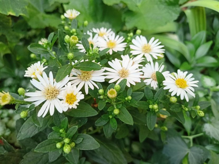  - Grădina 2023 continuare 5