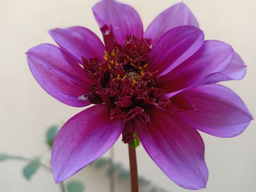  - Grădina 2023 continuare 5