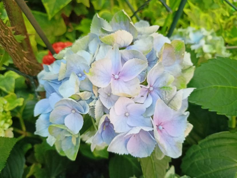  - Grădina 2023 continuare 5