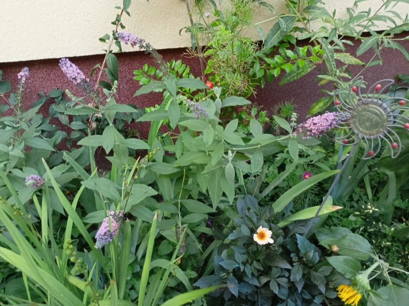  - Grădina 2023 continuare 5