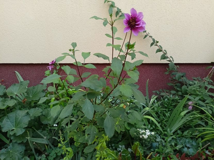  - Grădina 2023 continuare 5