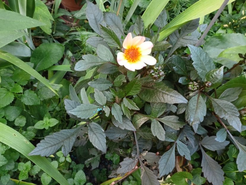 Happy Days Pink - Grădina 2023 continuare 5