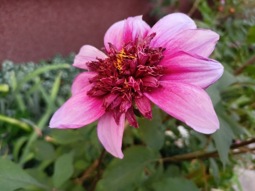 Blue Bayou - Grădina 2023 continuare 5