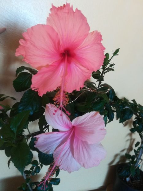 Hawaian Salmon sport +Dainty Pink - Hibiscus 2023