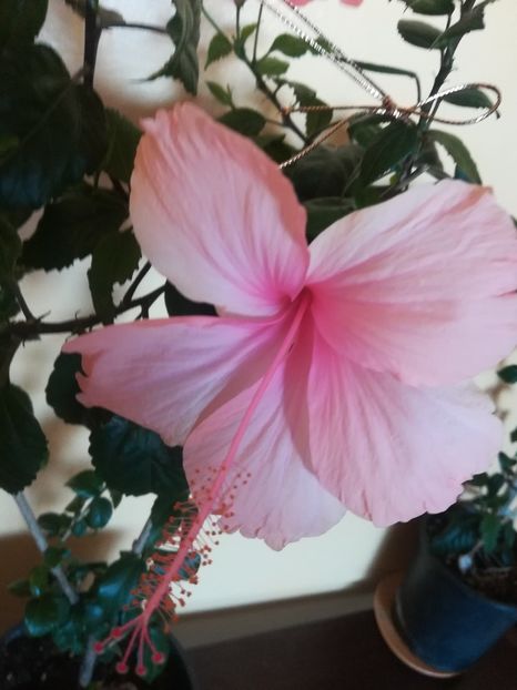 Dainty Pink - Hibiscus 2023
