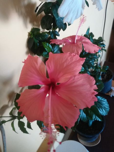 Hawaian Salmon sport - Hibiscus 2023