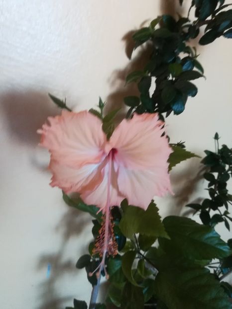 Fort de France - Hibiscus 2023