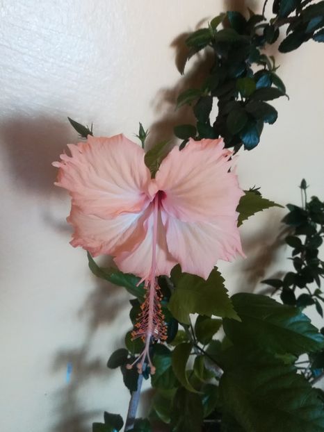 Fort de France - Hibiscus 2023