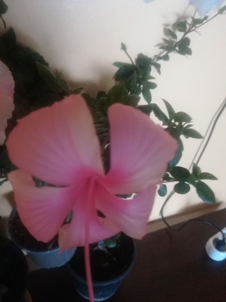 Dainty Pink - Hibiscus 2023