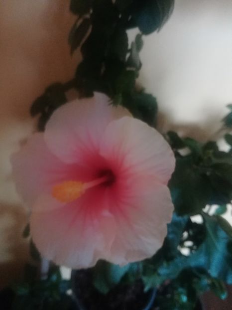 Geisha - Hibiscus 2023