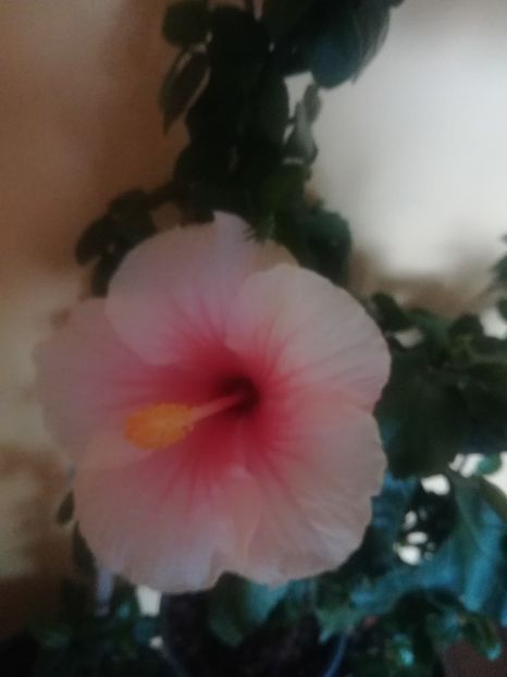 - Hibiscus 2023