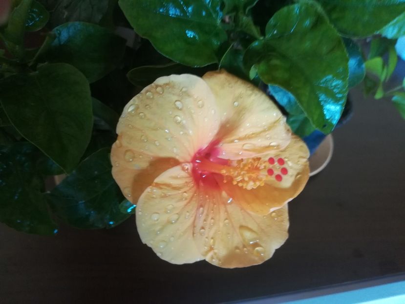 Savana - Hibiscus 2023