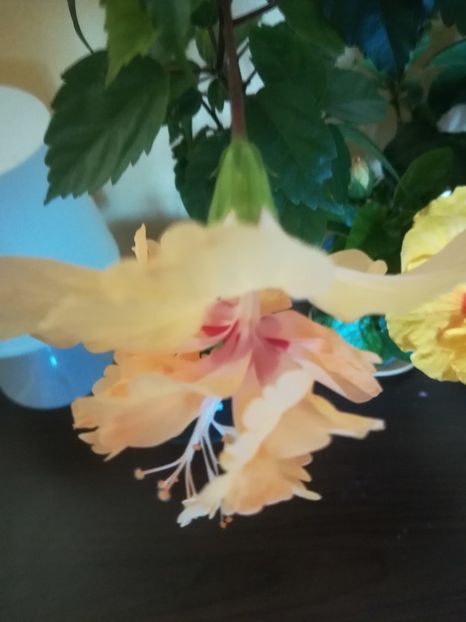  - Hibiscus 2023
