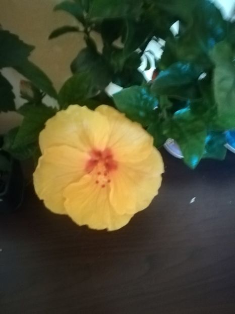  - Hibiscus 2023