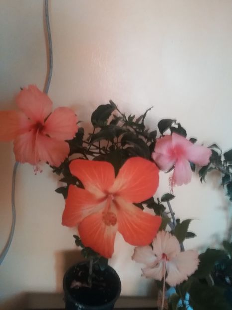  - Hibiscus 2023