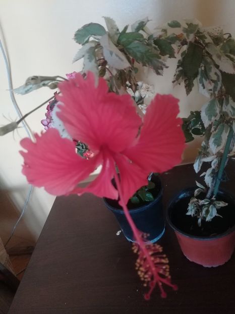  - Hibiscus 2023