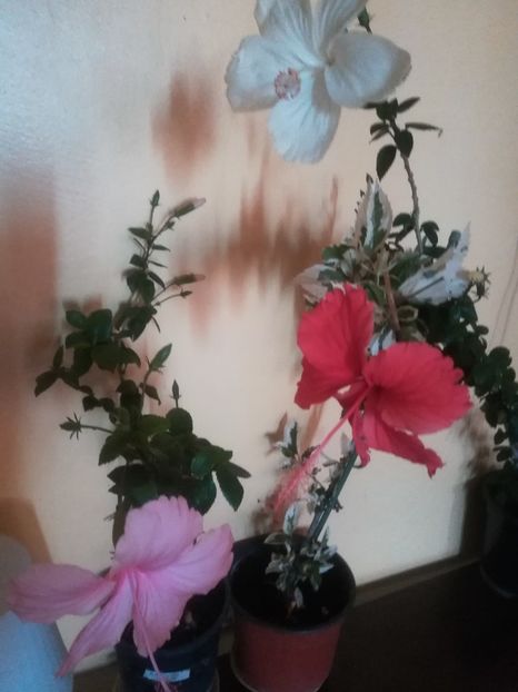  - Hibiscus 2023