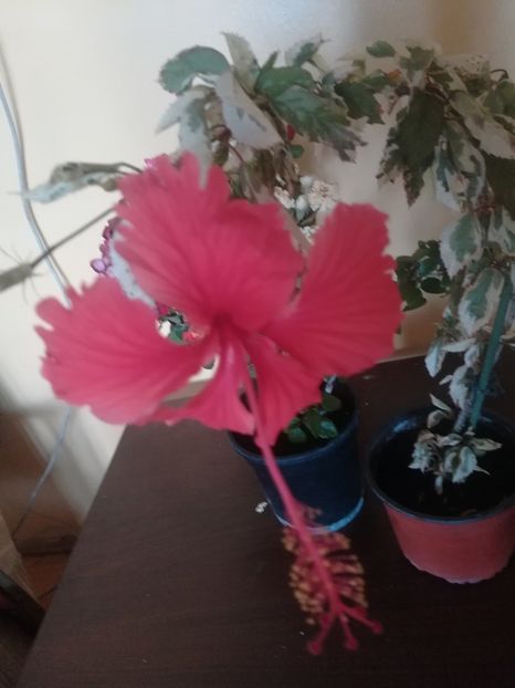 Snow Quinn - Hibiscus 2023