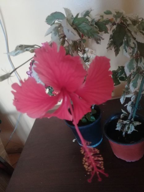 Snow Quinn - Hibiscus 2023