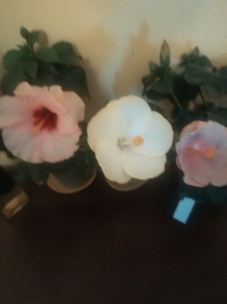 Grace, San Remo" Ametist - Hibiscus 2023