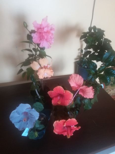  - Hibiscus 2023