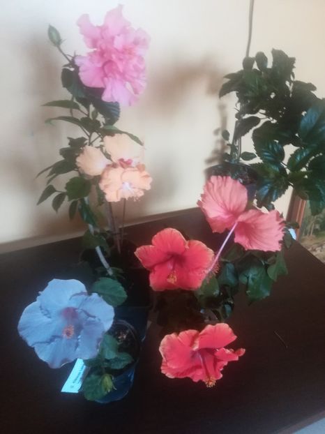  - Hibiscus 2023