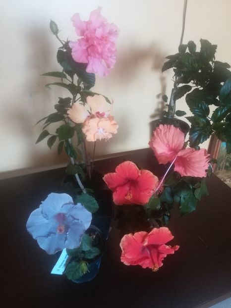  - Hibiscus 2023