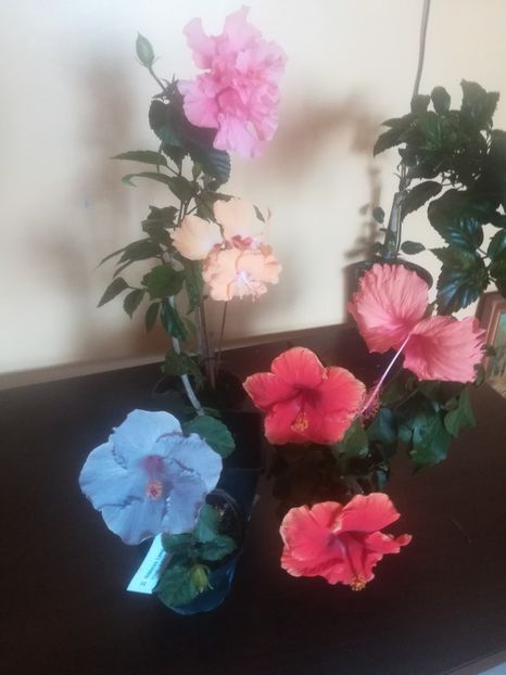  - Hibiscus 2023