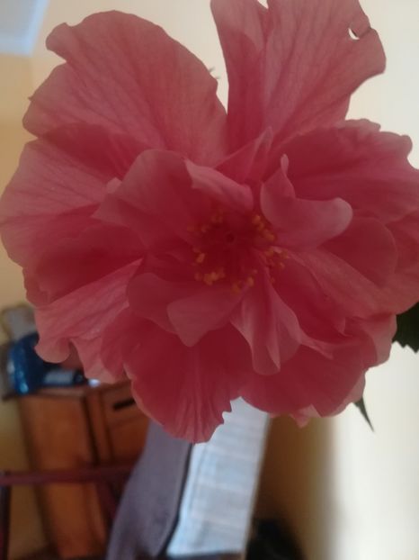  - Hibiscus 2023