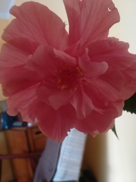  - Hibiscus 2023