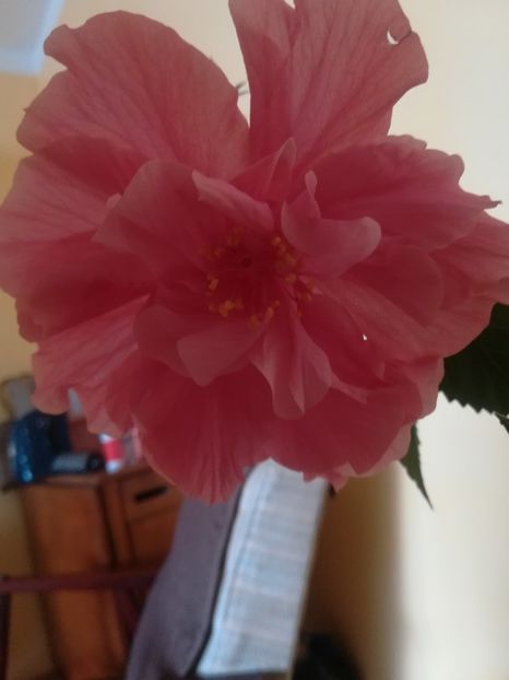  - Hibiscus 2023