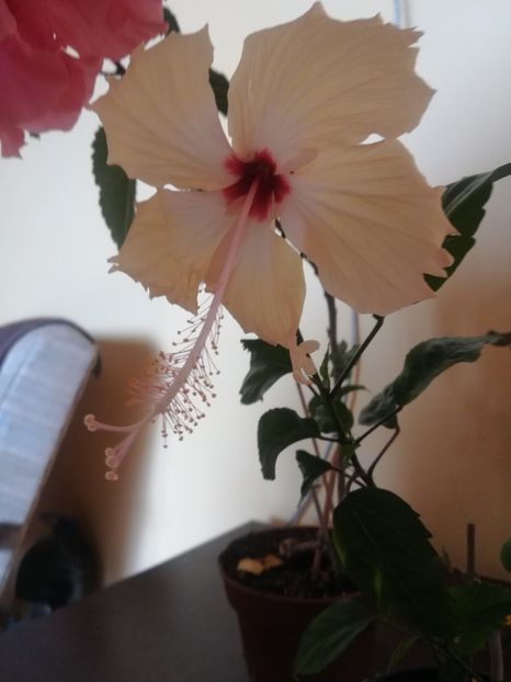 - Hibiscus 2023