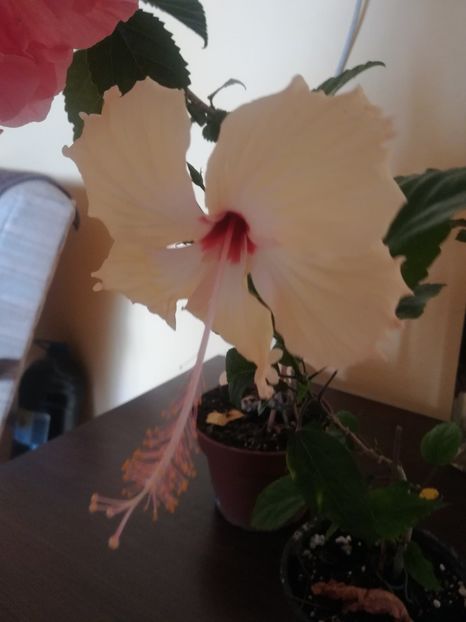  - Hibiscus 2023