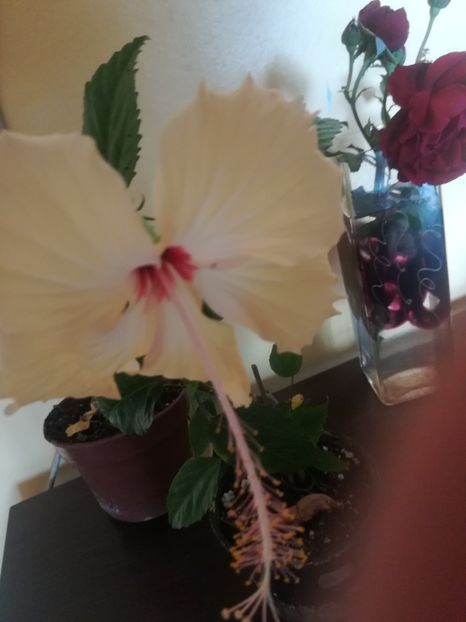  - Hibiscus 2023