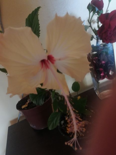  - Hibiscus 2023